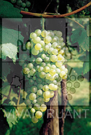 Foto di un grappolo d'uva di Glera Esav 19